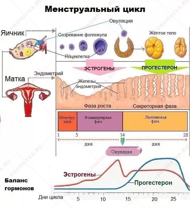 Какой должен быть эндометрия для зачатия. Цикл менструационного цикла гормоны. Фазы менструального цикла схема. Гормоны по фазам менструационного цикла. Менструальный цикл гормоны схема.