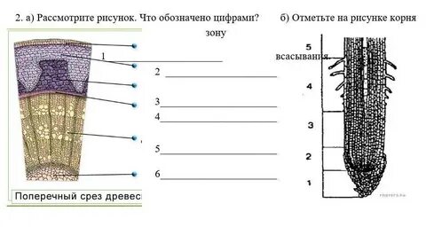 Рассмотрите рисунок корня растения какая зона