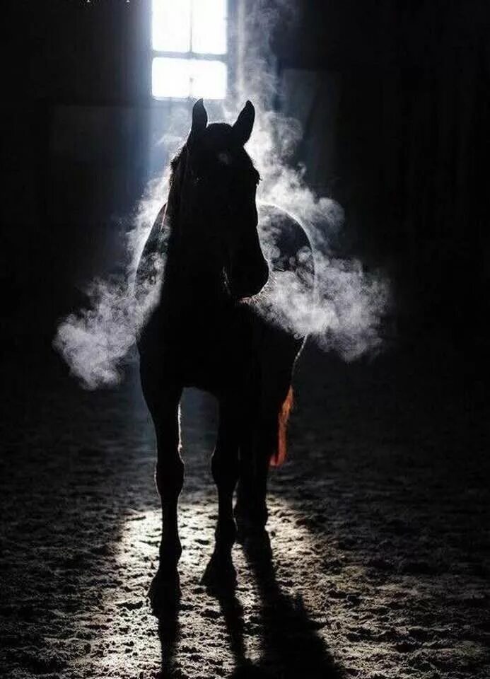 Лошадь в темноте. Лошади Эстетика. Вороная лошадь Эстетика. Черный конь Эстетика.