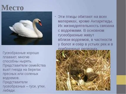 Гусеобразные птицы особенности строения