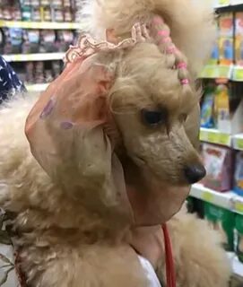 Уши пуделя