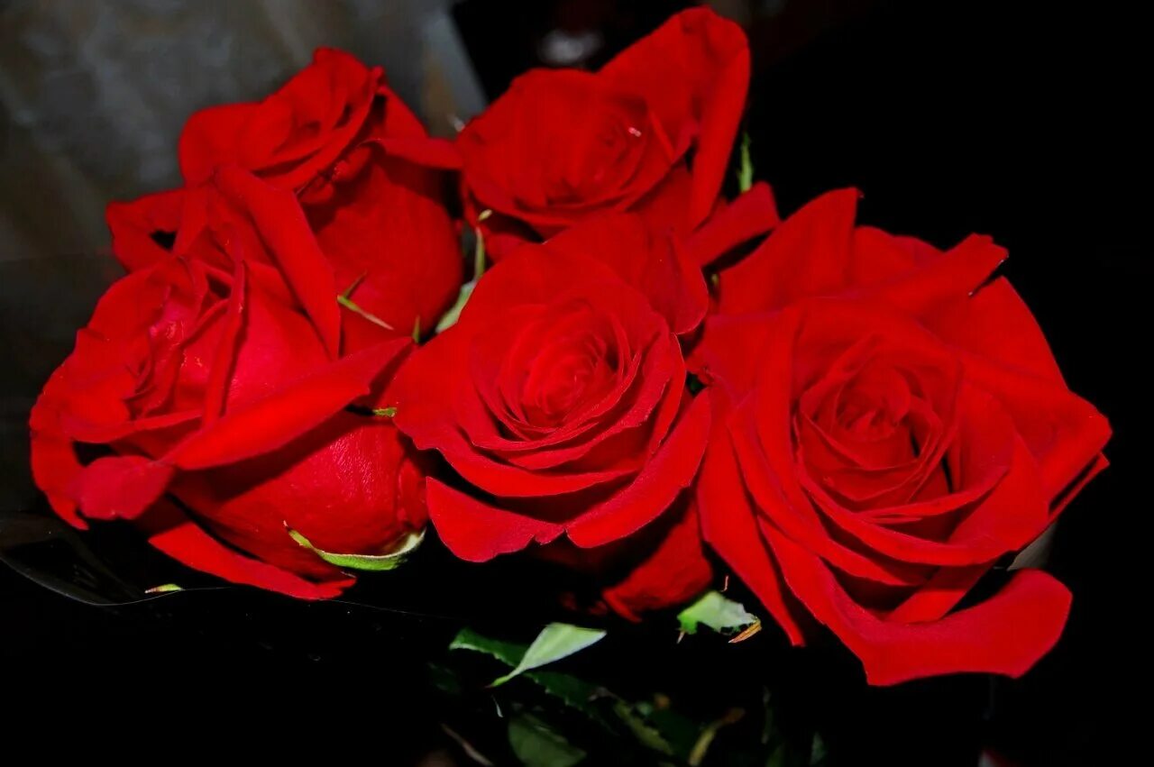 Букет алых роз. Букет красных роз. Красивый букет алых роз. Большой букет алых роз.