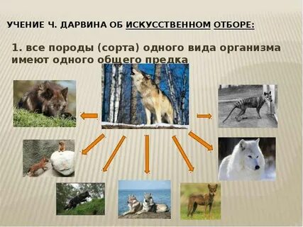 Учение об искусственном