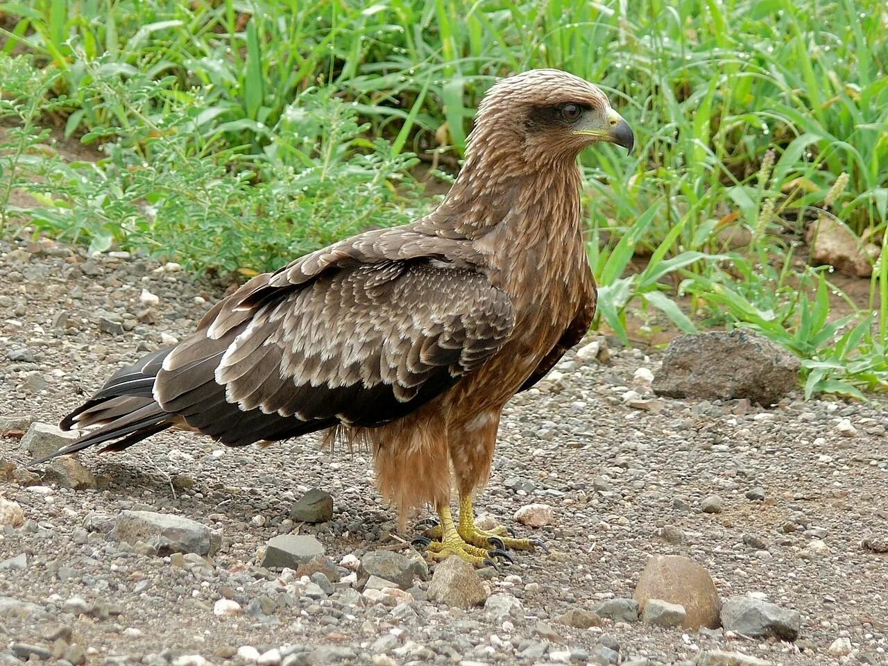 Коршун цыплятник. Красный Коршун Milvus Milvus. Коршун Шуляк. Черногрудый канюковый Коршун. Коршун картинка