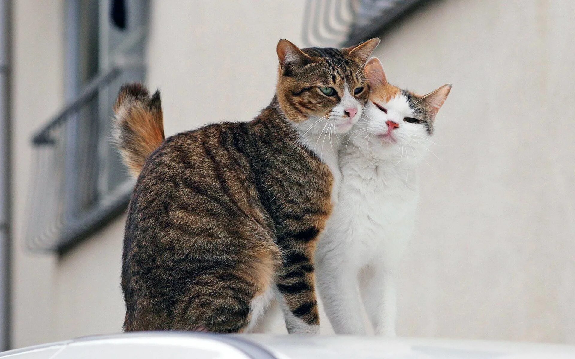 Любовь кошек и котов. Коты. Кошки пара. Кот и кошка. Влюбленные котики.