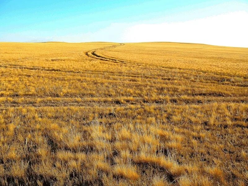 Поле степь. Однообразная степь. Запорожская область степь. Ишимская степь степи. Природа россии поля степи.