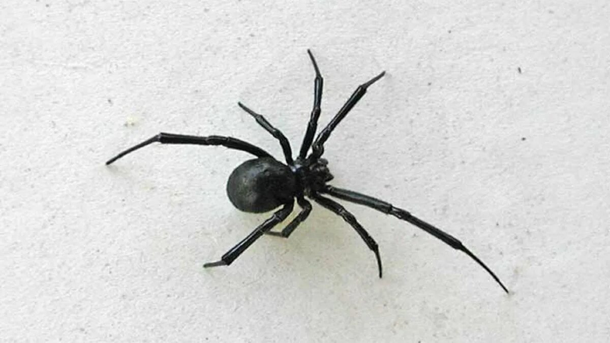 Черный паук хорошо. Чёрная вдова паук самка. Чёрная вдова паук самец. Каракурт самец. Паук Каракурт с белыми пятнами.