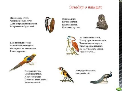 Загадки про птиц 4 5 лет