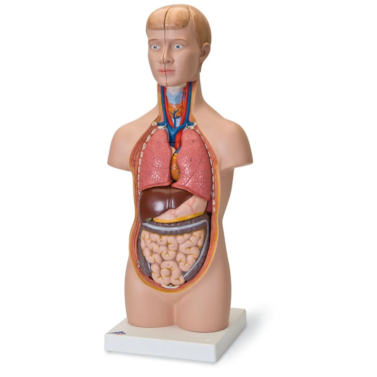 Модель органов человека. Модель "торс человека" (разборная). Макет "торс человека" 45см. Анатомическая модель торса человека. Муляж человека.