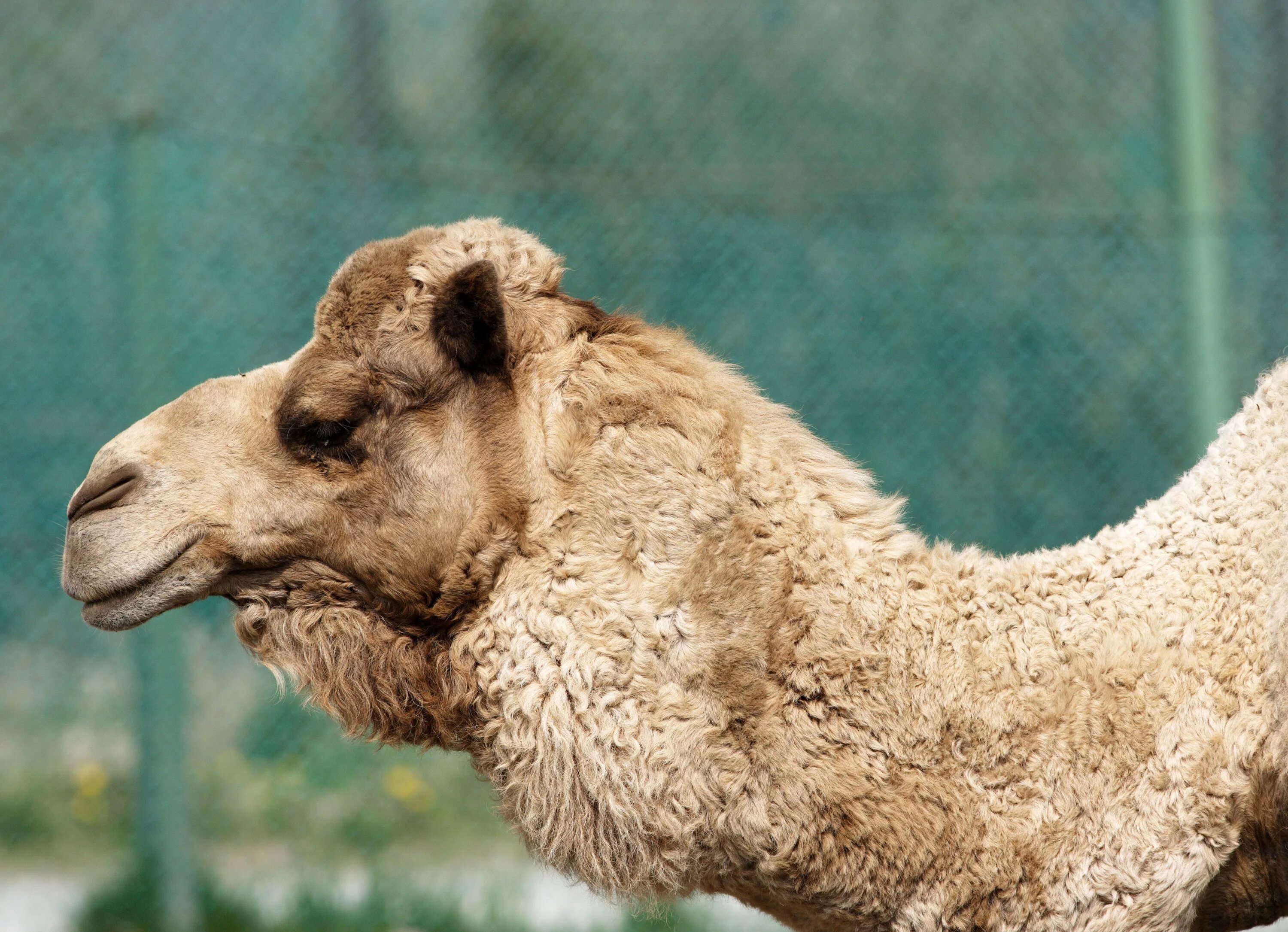 Camel шерсть. Верблюд. шерсть верблюда. голова верблюда. животные с шерстью.