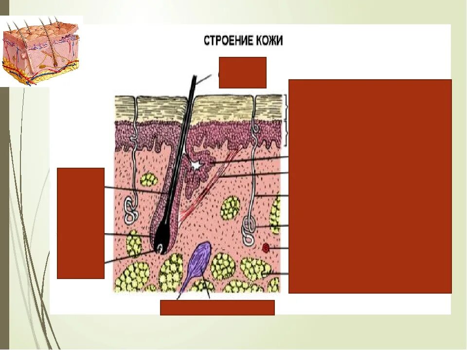 Строение кожи рис 71. Строение кожи 8 класс биология. Строение кожи человека биология 8 кл. Строение кожного Покрова. Кожа человека 8 класс биология