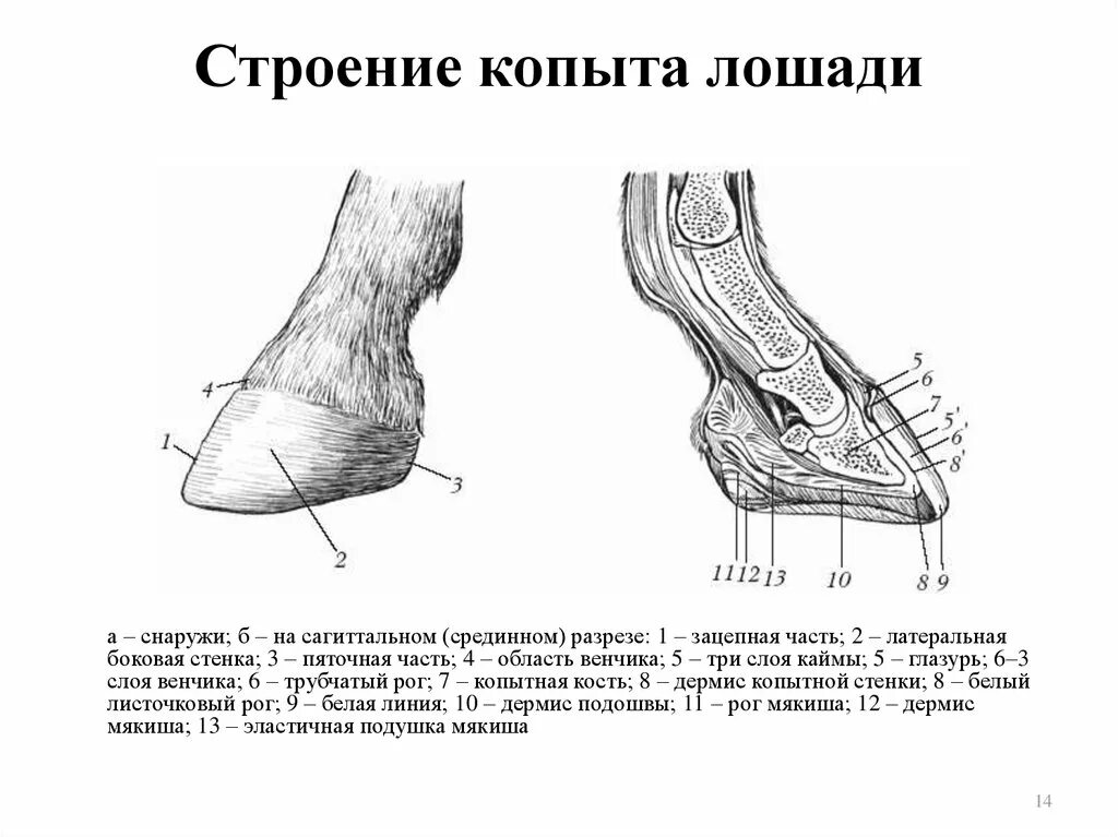 Сагиттальный разрез копыта лошади. Строение копыта и мякишей лошади. Строение копыта лошади снизу. Строение копыта лошади кайма. Копытный рог