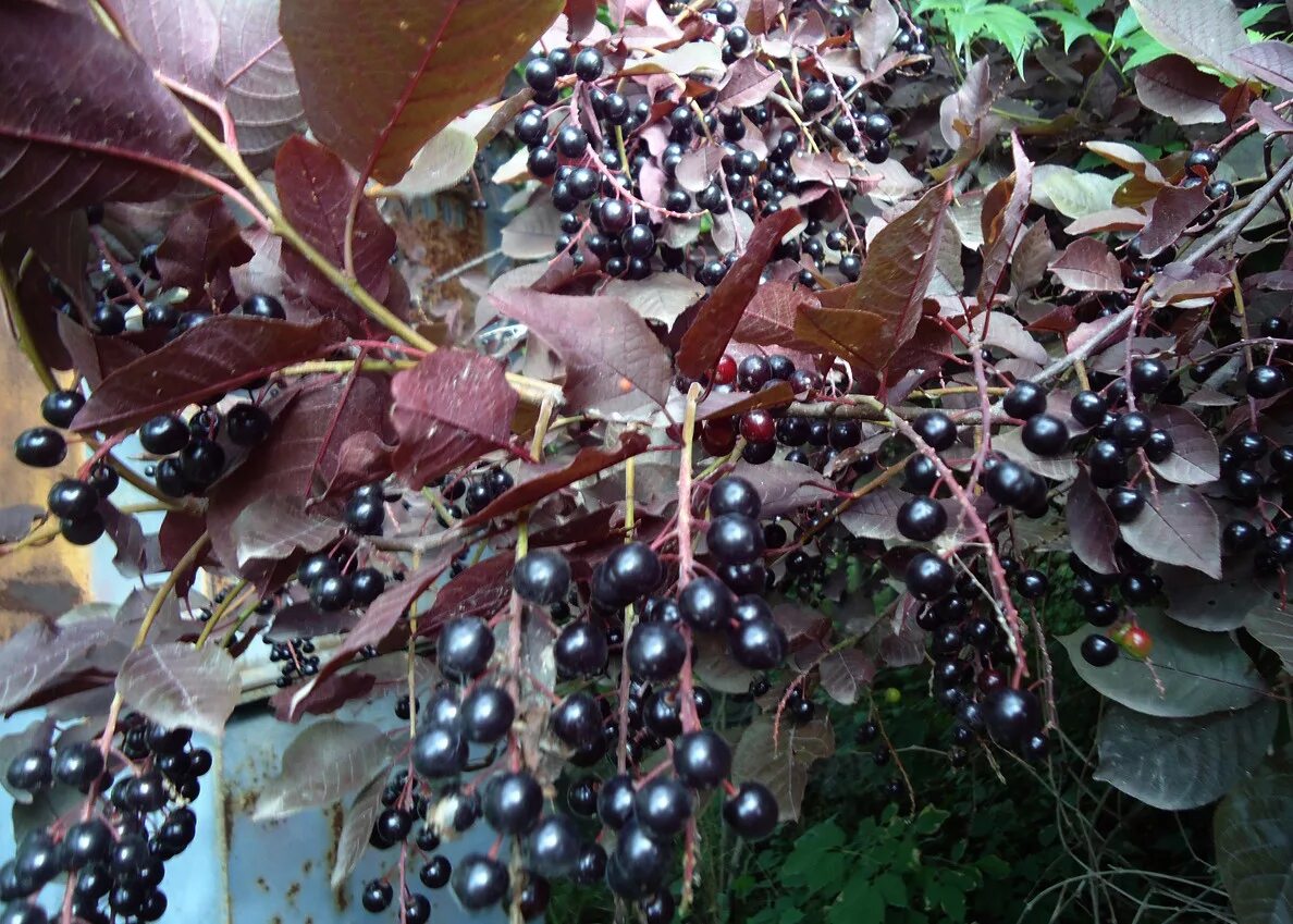 Черемуха виргинская фото. Черемуха виргинская (Padus virginiana). Черемуха краснолистная Сибирская красавица. Черемуха краснолистая " Сибирская красавица". Черемуха краснолистная красный шатер.