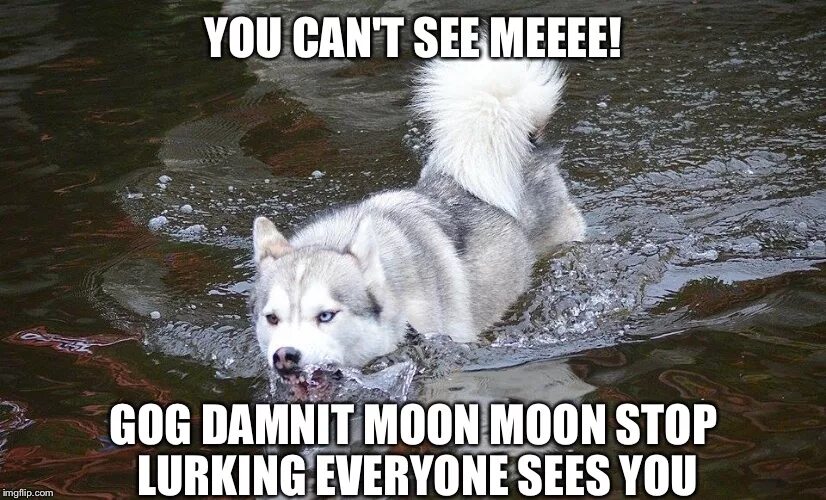 Moon stop. Мун Мун Мем. Moon Moon Wolf meme. Мем про Lunar. Мееее меемеемеееееее меееееееееееее.