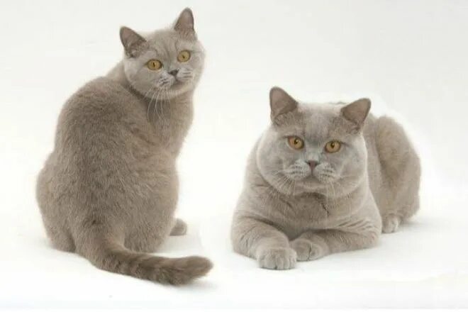 британец и шотландец. британские вислоухие котята. британская короткошёрстная кошка. британские скоттиш блю. скоттиш-фолд шотландская прямоухая.