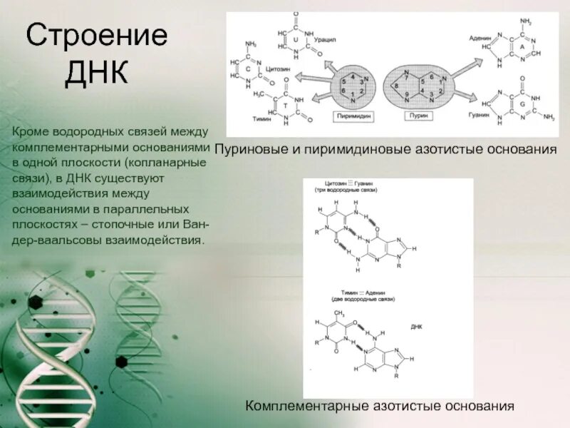 Водородные между азотистыми основаниями. Комплементарные пуриновые и пиримидиновые основания ДНК. Структура ДНК азотистые основания. Структура ДНК водородная связь. Строение ДНК связи.