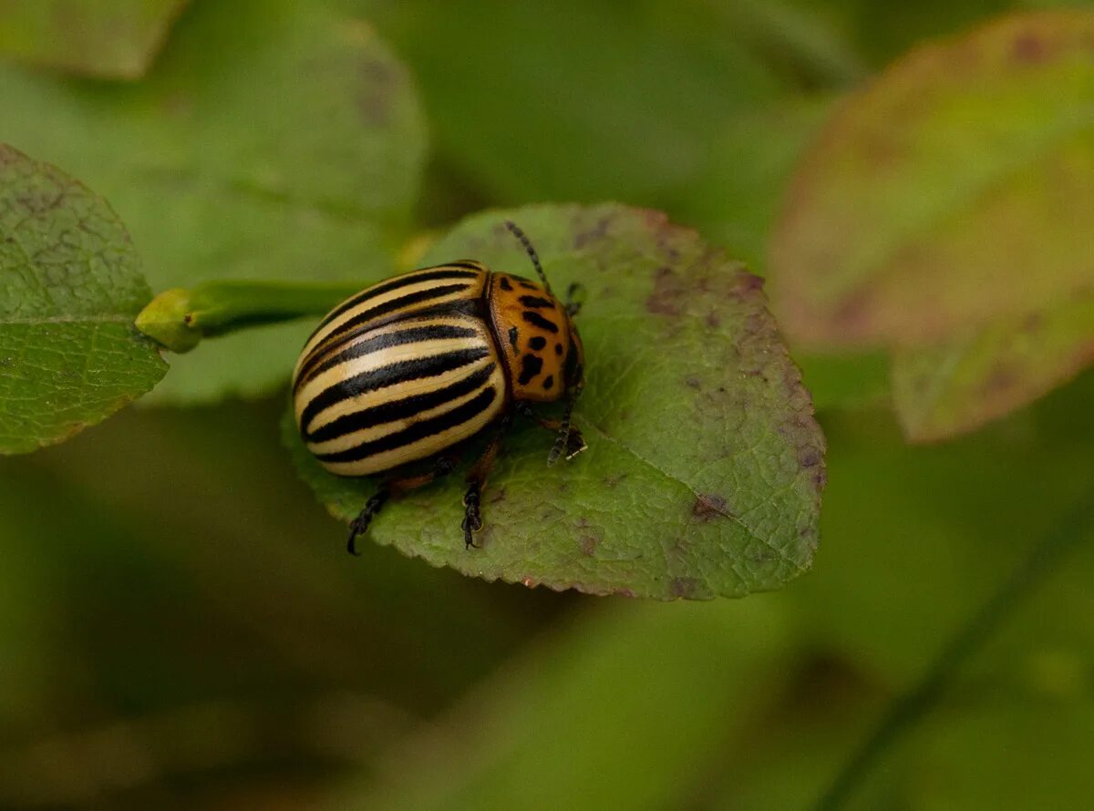 Кто ест колорадских жуков. Колорадский Жук Leptinotarsa decemlineata. Жук Листоед (Leptinotarsa decemlineata ). Личинка колорадского жука. Колорадский Жук на белом.