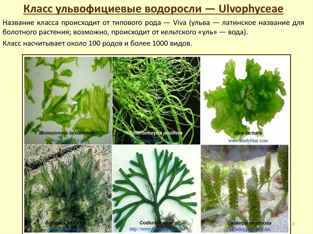 5 примеров водорослей. Зеленые водоросли Chlorophyta. Chlorophyta отдел зелёные водоросли. Ульва и кладофора. Ульва продырявленная.