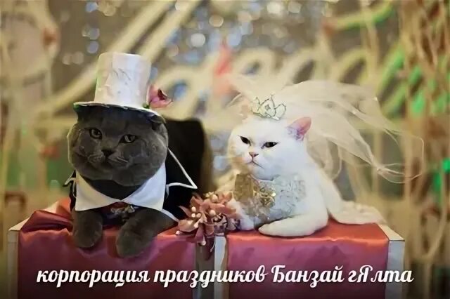 С годовщиной свадьбы коты. Коты в свадебных нарядах. Кот венчается свадьба кота. Коты поженились.