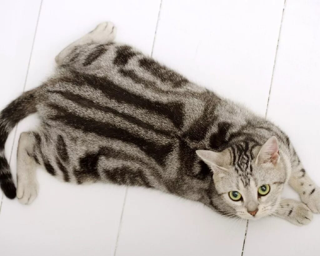 Порода кошек американская короткошерстная. Американская короткошерстная котенок. Американская короткошерстная кошка шерсть. Шотландская короткошёрстная кошка. Серая кошка с черными пятнами