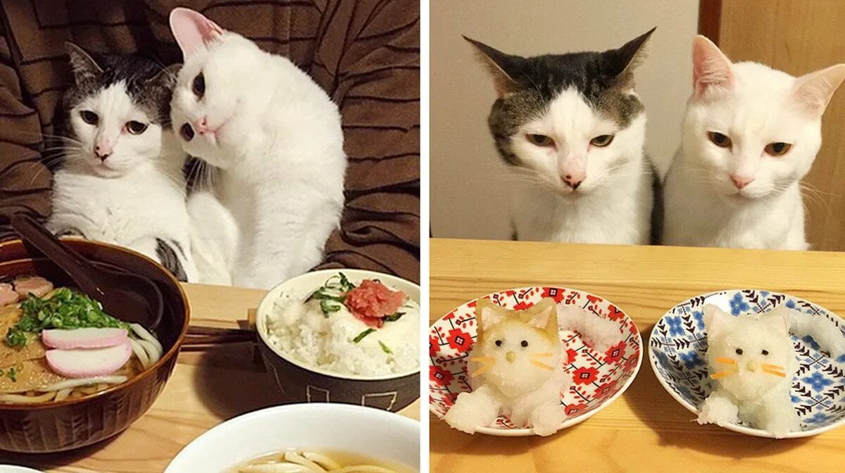 Кот ест и смотрит. Котик с едой. еда для кошек. котик и роллы. кот кушает.