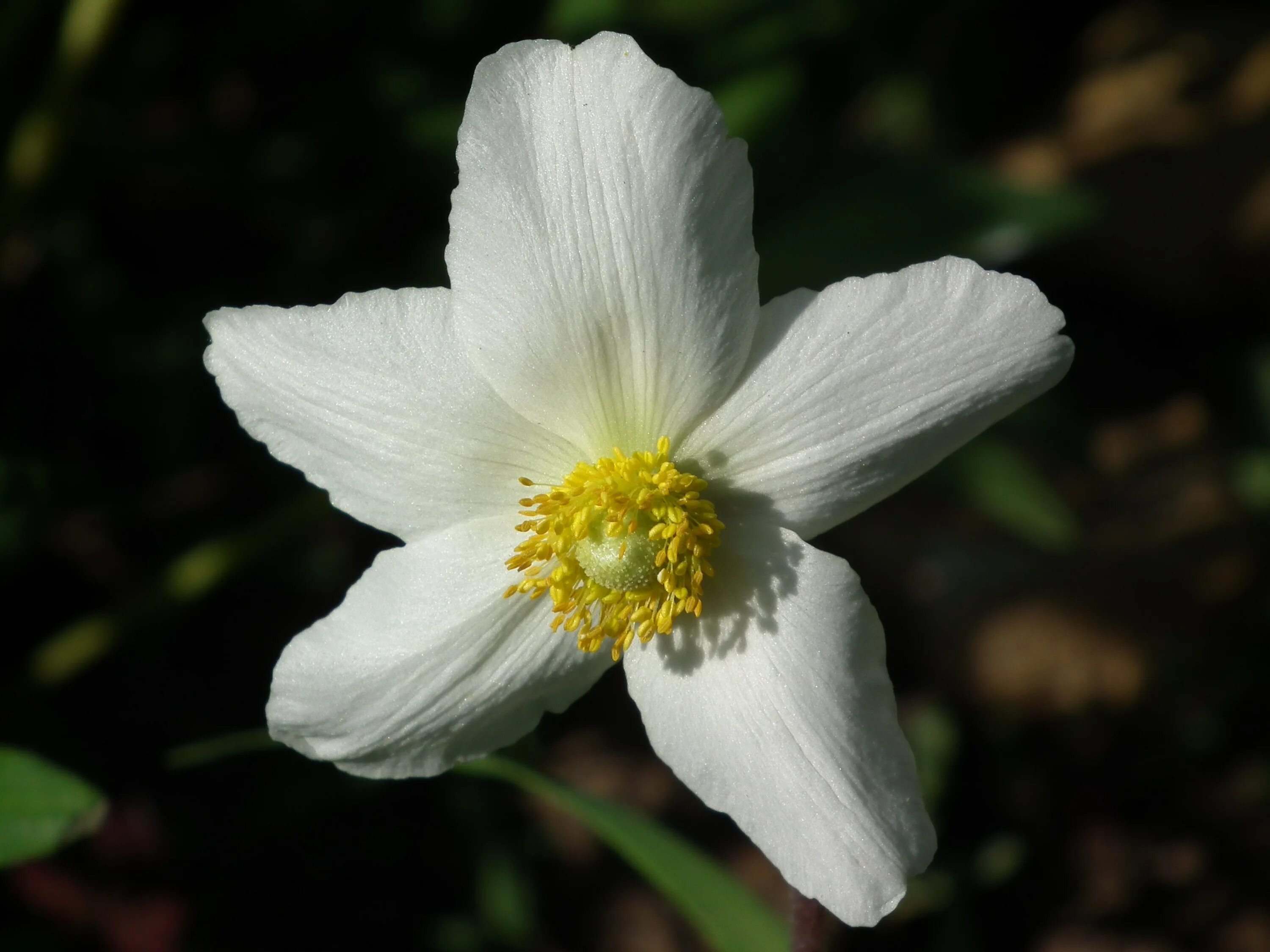 Ветреница дубравная (anemone nemorosa). Ветреница цветок. Ветреница белая. Дикий белый цветок. Астер луговой белый.