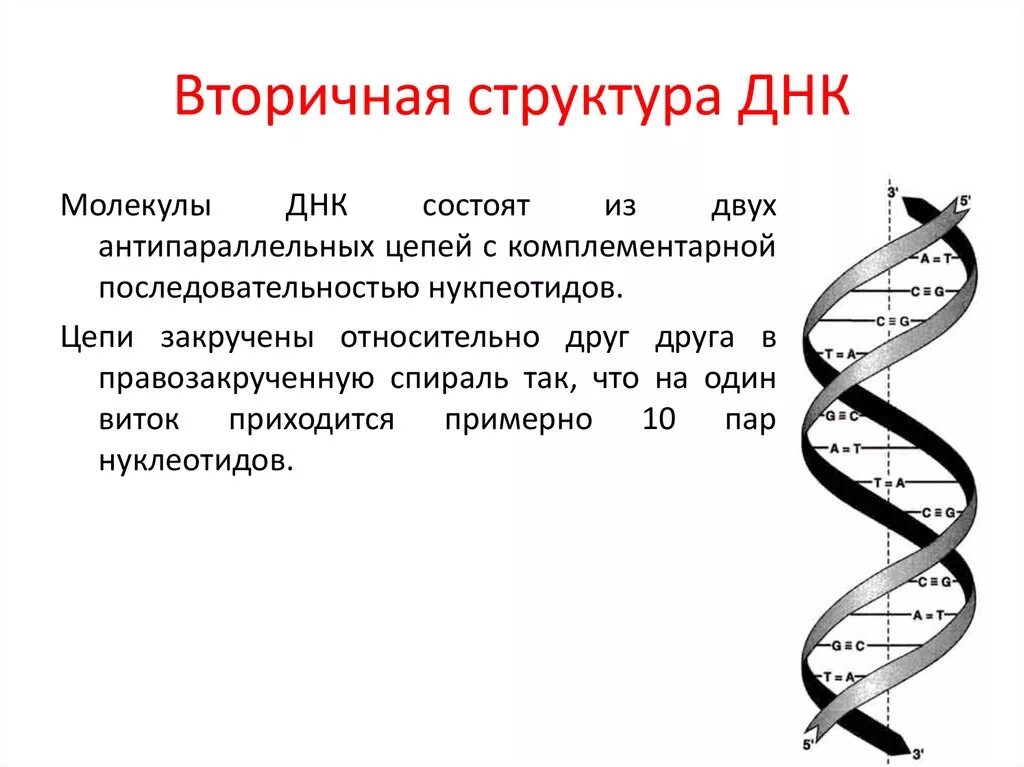 Первичная и вторичная структура ДНК схема. Характеристика вторичной структуры ДНК. Первичная структура и вторичная структура ДНК. Строение вторичной структуры ДНК.