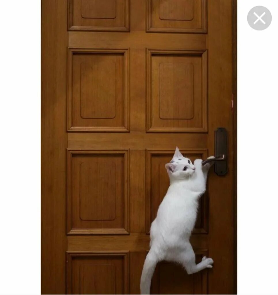 Кот за дверью. Веселый кот двери. Веселый кот двери. Веселый кот двери. Смешные двери.