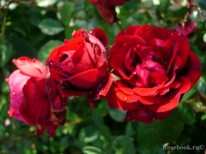 роза изабель отисье энциклопедия роз. изабелла роза лехович. Isabella rossellini роза. изабель аубрет роза. роза бернард паноццо.