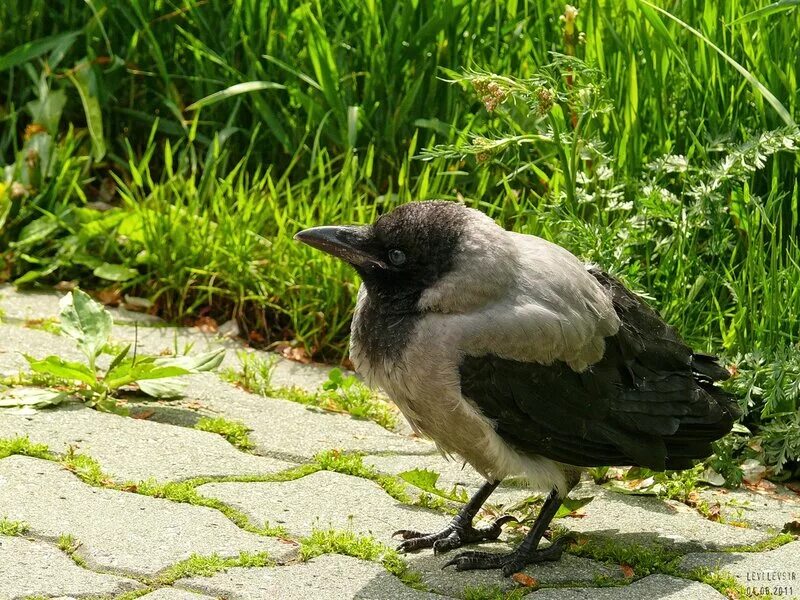 молодой ворон фото. вороненок слеток. воронята птенцы ворона. птенец серой вороны. ворон голос.