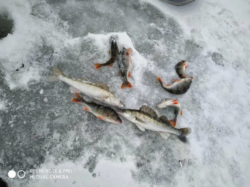 Русфишинг нижняя волга уровень 2024. Зимняя рыбалка Селитренное. Рыбалка в Астрахани на Ахтубе 2022. Зимняя рыбалка на Волге. Зимняя рыбалка на Ахтубе.