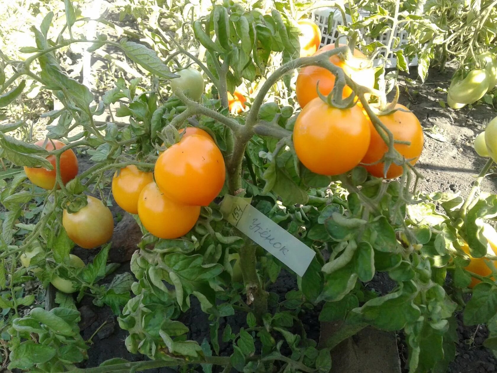 помидоры оранжевый утенок. сорт томатов утенок. томат утенок отзывы фото. томат утенок седек. томат ураган f1 характеристика и описание.