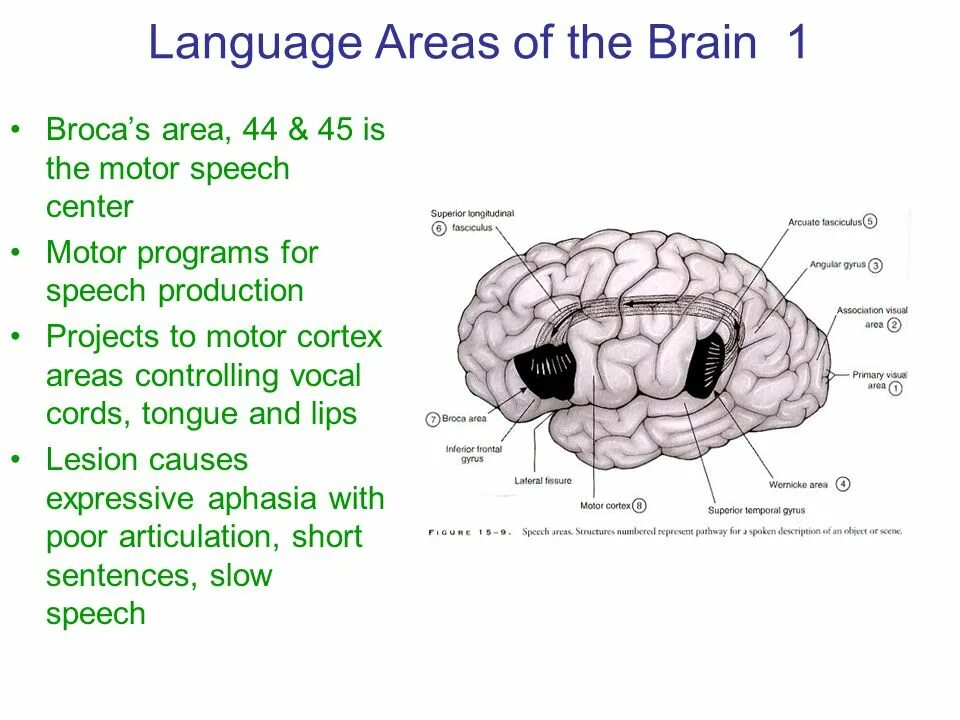 Brain languages. Brain and language. Brain areas. The main language areas in the Brain are. Language Cortex.