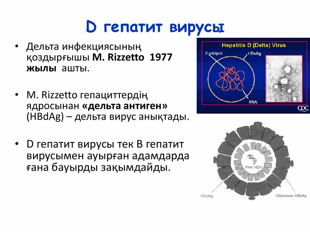 Вирусный гепатит антиген. Вирус гепатита а простой или сложный. Сложный вирус гепатита. Открытие вируса гепатита д. Дельта вирус.