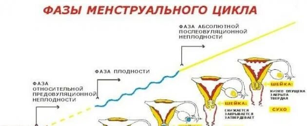 Кровотечение вне менструационного цикла причины. Причины задержки менструационного цикла. Причины задержки менструального цикла. Причины задержки менструационного цикла кроме беременности. Причины задержка менструационного цикла месячных.