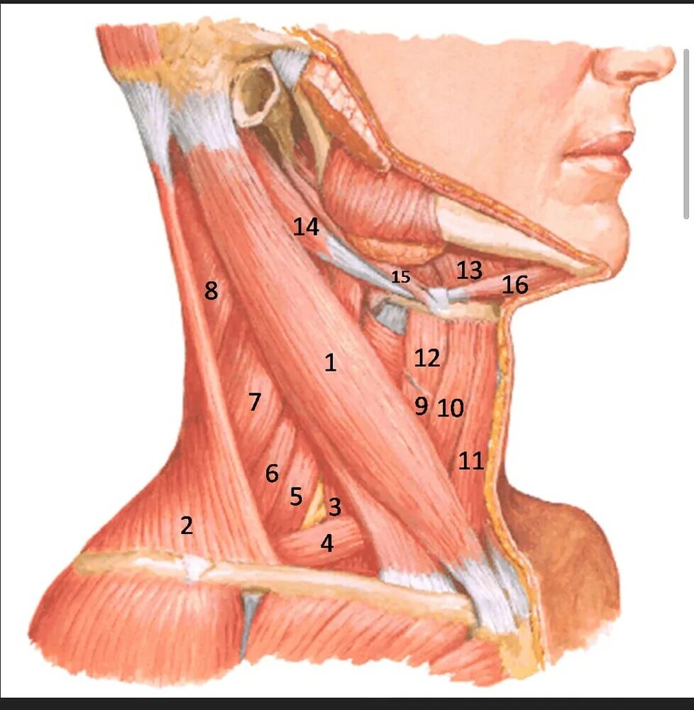 Треугольник Пирогова Неттер. Мышцы шеи. Мышцы шеи анатомия. Сухожилия на шее.
