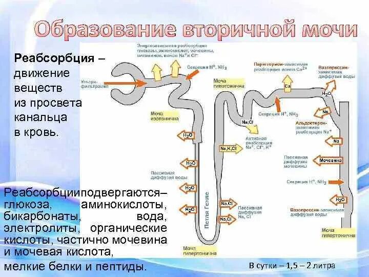 Нефрон первичная и вторичная моча. Нефрон почки реабсорбция. Первичная моча механизм образования. Состав и образование первичной и вторичной мочи.. В результате реабсорбции образуется