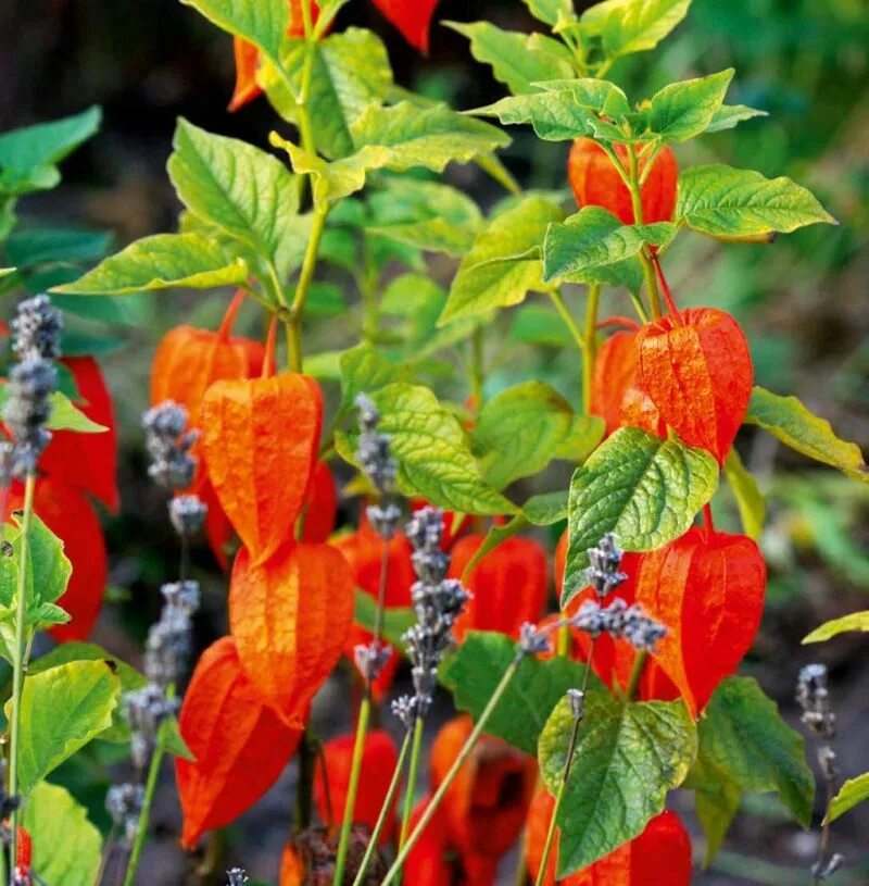 Физалис земляничный выращивание и уход. Физалис овощной куст. Физалис земляничный. Физалис земляничный. Физалис земляничный выращивание и уход.