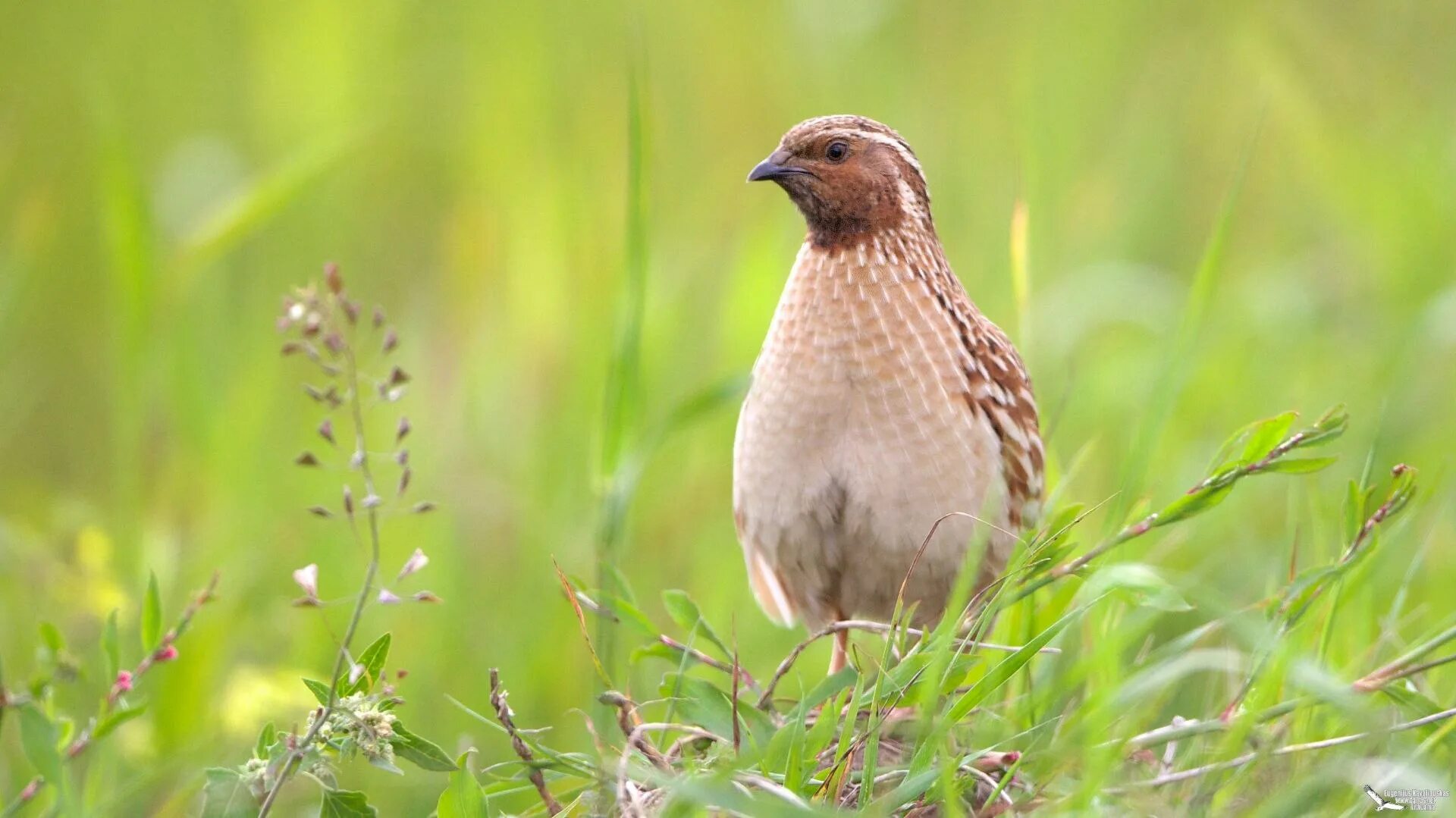 Где перепел поет. Перепел Coturnix Coturnix. Перепёлка (Coturnix Coturnix). Перепел обыкновенный Coturnix Coturnix. Отряд Курообразные Перепелка.