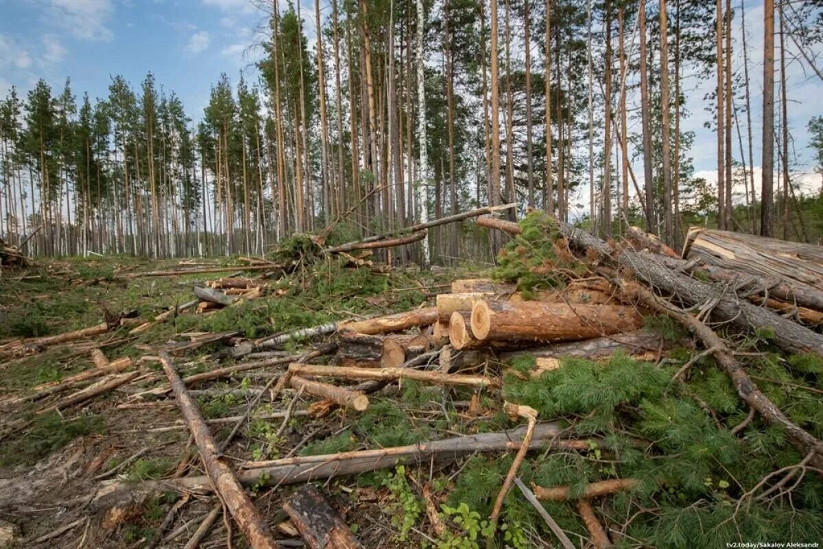 Где находится лесхоз