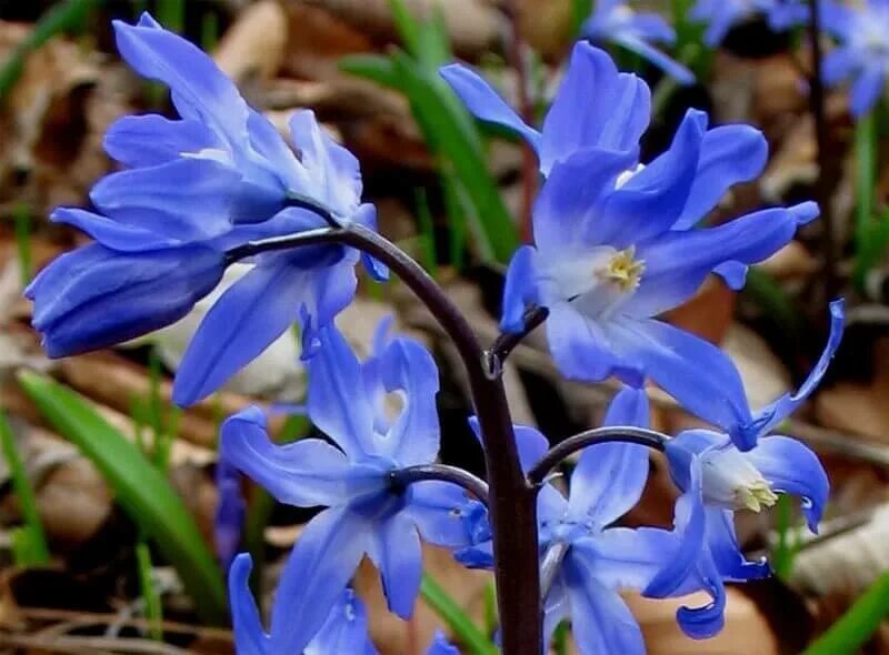 Ранние цветы синего цвета. Хионодокса Люцилии. Хионодокса цветок. Луковичные хионодокса. Луковичные первоцветы хионодокса.