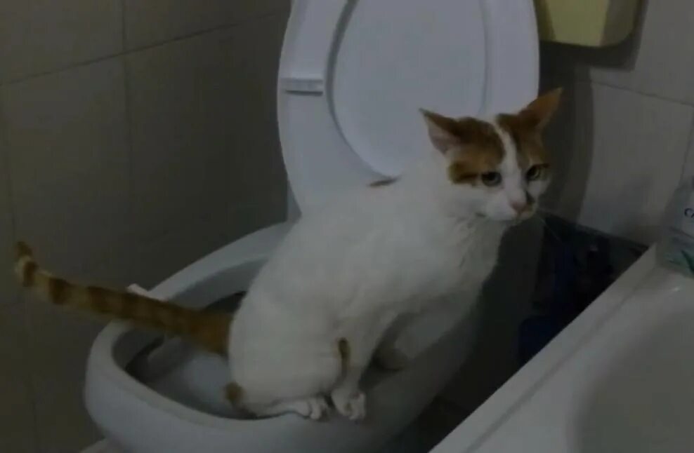 Котенок мяукает туалет. Кот сблевал коричневый. Кот мяукает когда ходит в туалет. Жидкая коричневая рвота у кота.
