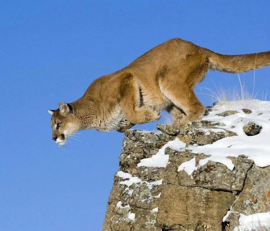 Где живет пума на каком материке. Североамериканская пума. пума хвост. puma concolor cabrerae. горная пума.