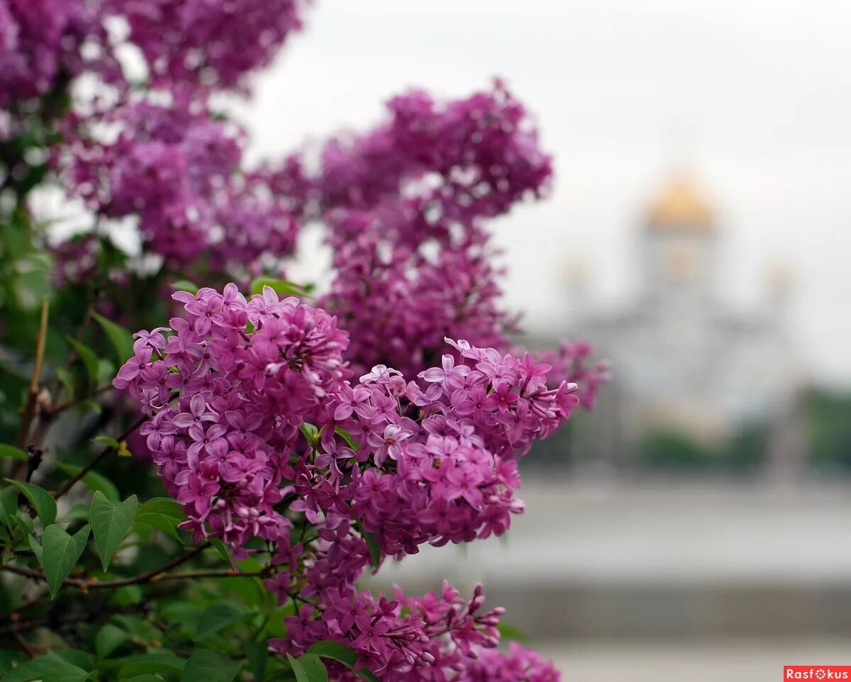 Сирень в тени