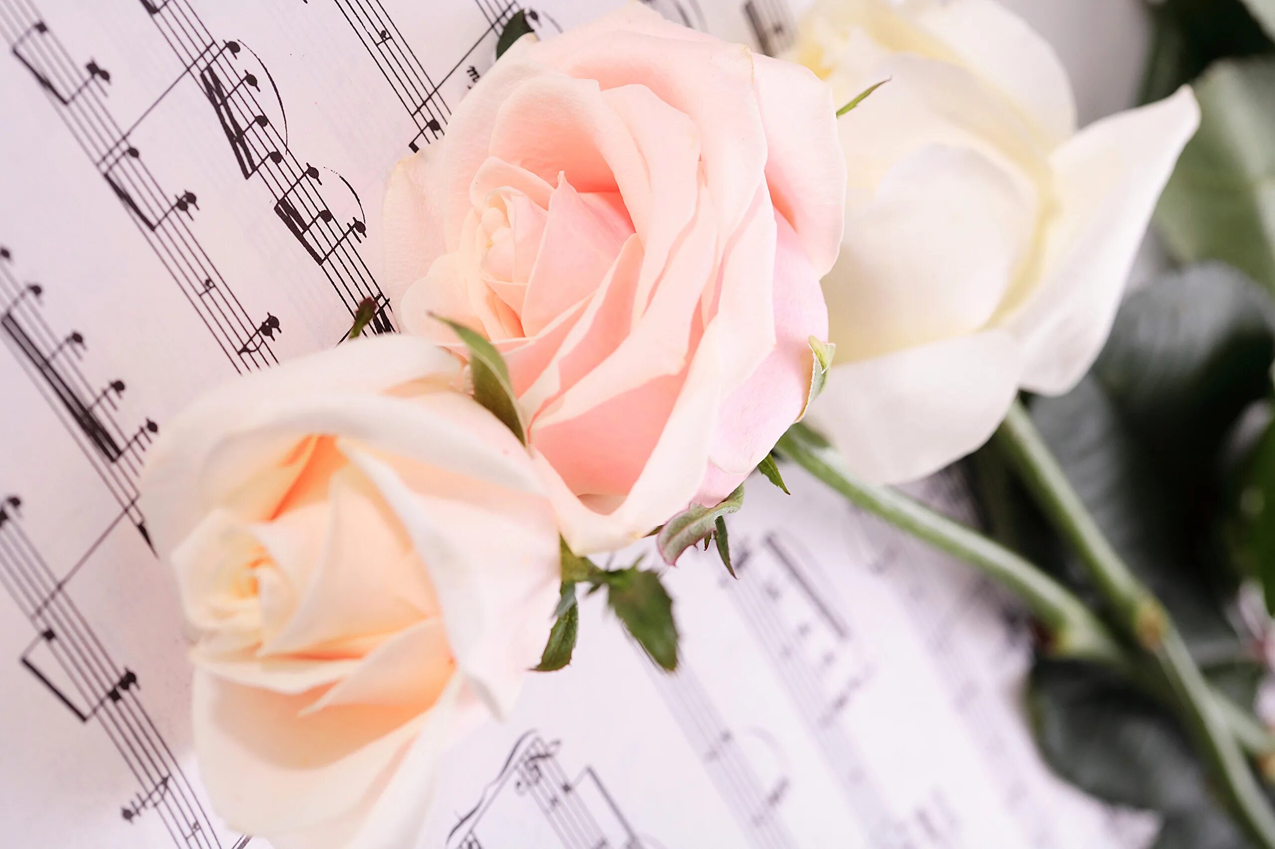 Ноты и цветы. Цветы на рояле. Цветы на пианино. Розы и Ноты.