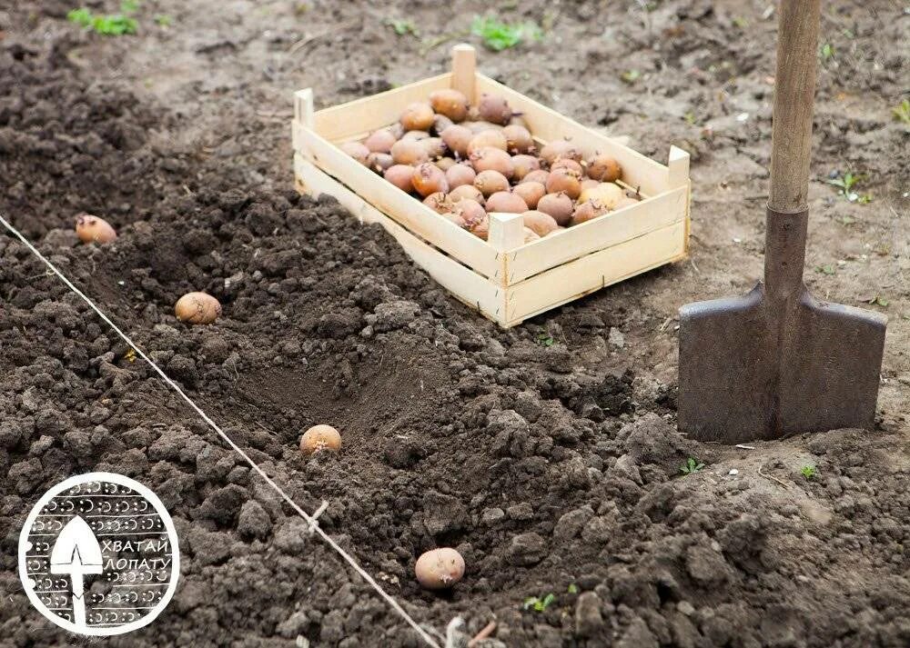 Как сажать картошку весной в открытый грунт. Посадка картофеля. Лунки для картофеля. Посадка картофеля под лопату. Картофель в огороде.