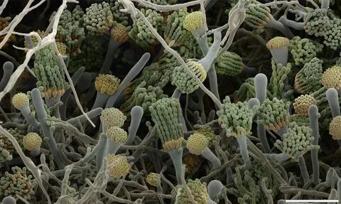 Плесневые грибы aspergillus