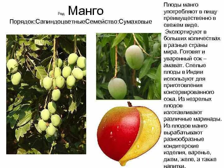 Род киви в русском. Манго какой род. Плод манго. Манго род существительного. Род манго в русском языке.