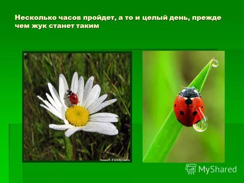 Мои зеленые страницы проект 4 класс Животные которых удалось спасти от вымирания 60 фото