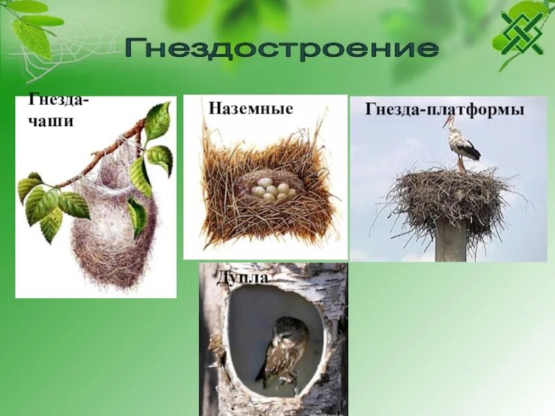 Тип гнезда. Тип гнезда